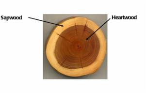 Sapwood vs Heartwood picture