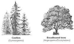 Gymnosperms vs Angiosperms picture